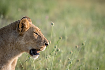 Side profile of a Lion in the grass.