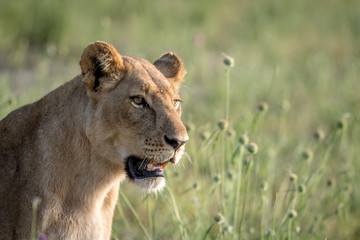 Side profile of a Lion in the grass.