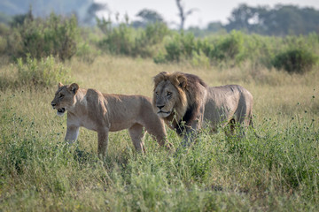 Lion mating couple walking in the grass.