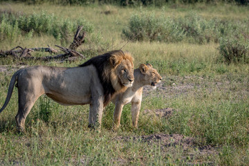 Lion mating couple standing in the grass.