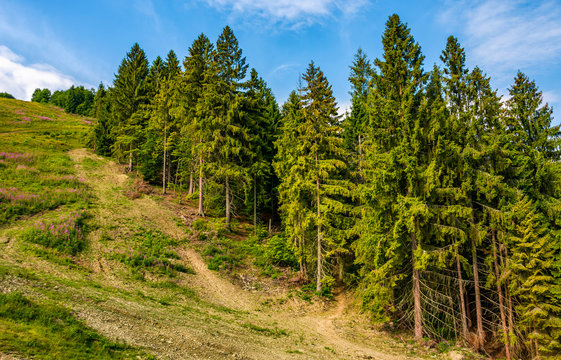 path through spruce forest on hillside. lovely summer landscape