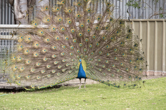 Fototapeta peacock