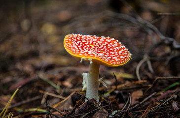 Mushroom