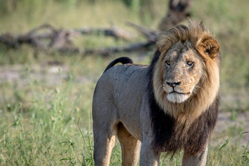 Big male Lion standing in the grass.