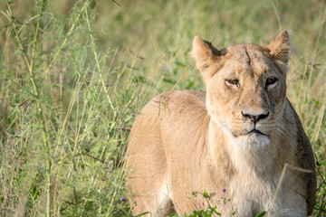 Lion standing in the high grass and starring.