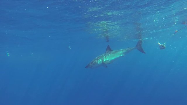 People in diving cage take photos of great white shark, Fiji
