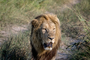 Big male Lion walking towards the camera.