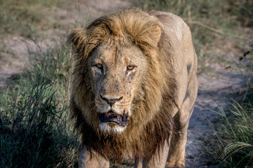 Big male Lion walking towards the camera.