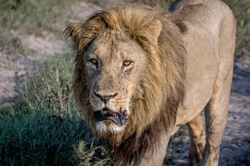 Big male Lion walking towards the camera.