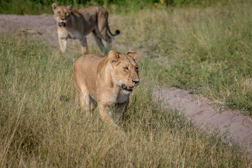 Lion walking in the high grass.