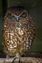 boobook owl
