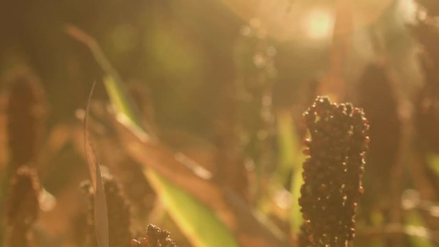 Camera pans across a group of sorghum plants bathing in the evening sunlight