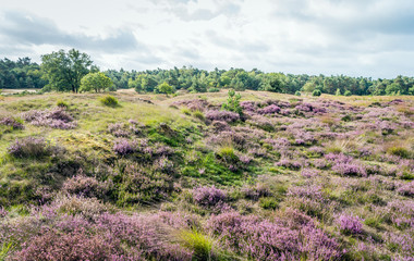 Hilly terrain with purple flowering heath in a Dutch nature reserve