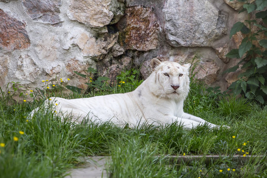 White tiger lying