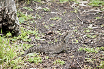 water dragon lizard