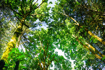 Forest in Lynn Canyon Park in North Vancouver, BC, Canada