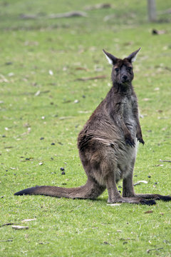 joey kangaroo-Island kangaroo
