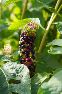 Phytolacca americana or pokeweed green plant with purple black stem