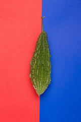 Bitter Cucumber
