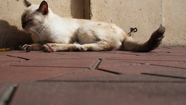 Stray white dirty cat sleeply, sitting, swagging tail, annoying