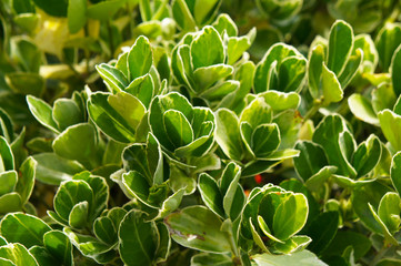 Euonymus japonicus or Japanese euonymus green and yellow shrub plant