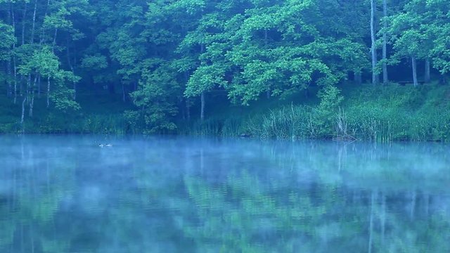 樹々を縫って通る風が早朝の湖面の朝靄を静かに流す風景