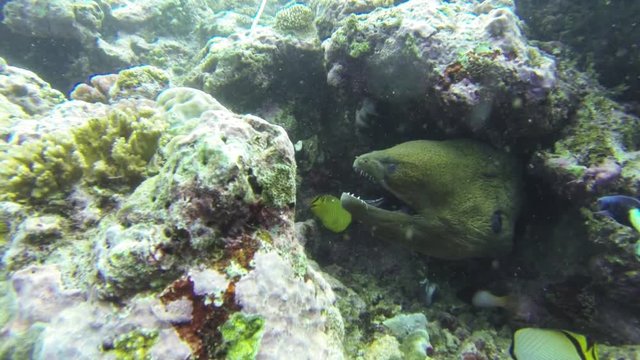 POV, moray eel snaps at tropical fish