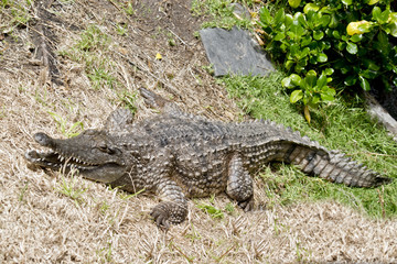 fresh water crocodile