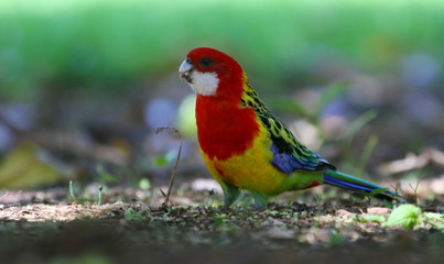 Eastern rosella in New Zealand