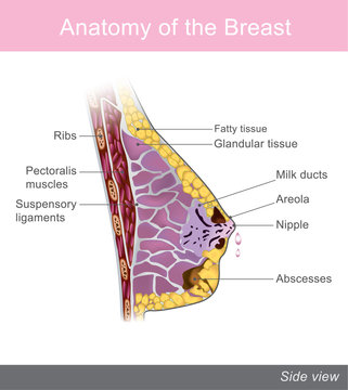 The breast is one of two prominences found on the upper ventral region of the torso of female and male primates. Info graphic vector. Anatomy Female.