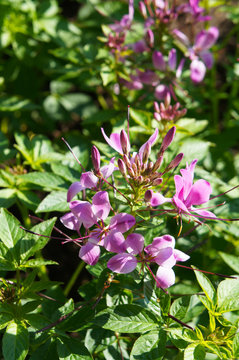 Gynandropsis speciosa or spider flowers or cleome or bee plants purple flowers with green