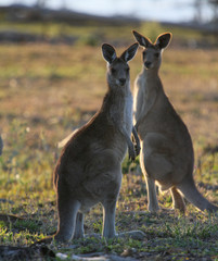 Kangaroo