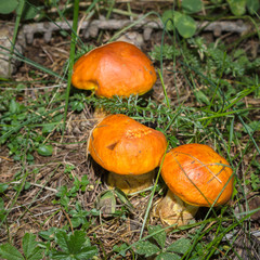 Mountain mushrooms. Boletus Elegans (Suillus Grevillei) or Larch Bolete in forest. Alpine underwood.