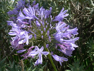 Blume lila