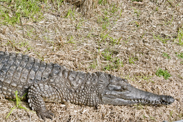 fresh water crocodile