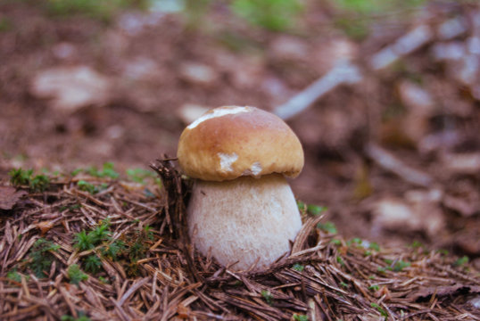 A small white fungus grows in a coniferous forest