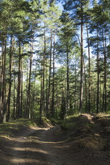 Road in the summer wood