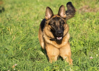 German shepherd runs in the summer park