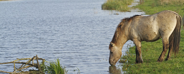 Konik wild horse drinking water in Oostvaardersplassen nature reserve in Holland.