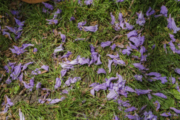  Jacaranda blossom in University of Southern California