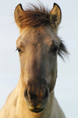 Konik wild horse in Oostvaardersplassen nature reserve in Holland. © juerpa68