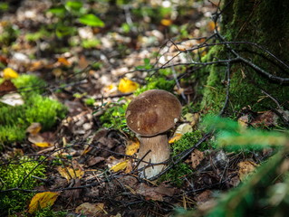 The mushroom in the forest