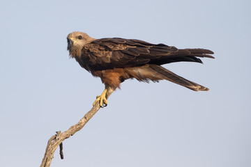 Black  Kite - WTP