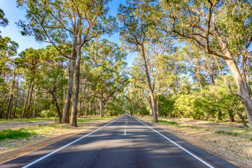 Road through forest/bushland in the south west of Western Australia near the town of Busselton.