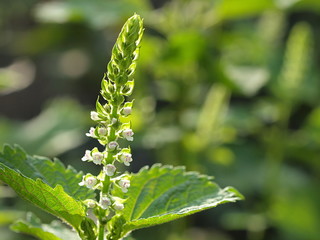 シソの花