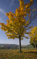 Baum im Herbst