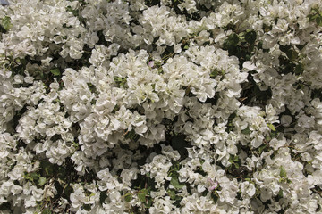 Beautiful white bougainvillea flowers closeup