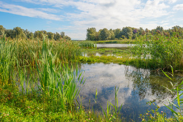 Lake shoreline in sunlight in summer