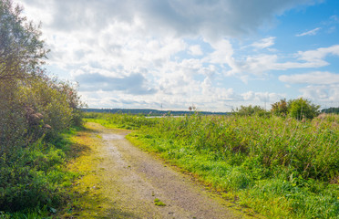 Fototapeta na wymiar Path through a field in sunlight in summer