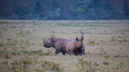 Lake Nakuru National Park, Kenya, Sep 2016